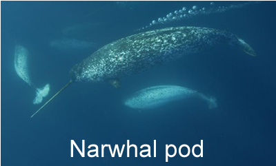 goffa narwhal