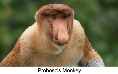 Proboscis monkey, Endangered, Borneo, Long Nose